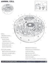 Animal cells are the types of cells that make up most of the tissue cells in animals. Color Animal Cell Worksheet Through The Thousand Photographs On Line With Regards To Color Anima Animal Cells Worksheet Plant Cells Worksheet Cells Worksheet