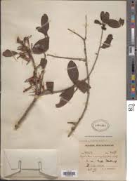 Image result for Agelanthus krausei