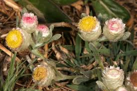 Image result for Helichrysum argyrosphaerum