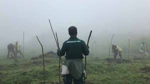 Image result for Searsia grossireticulata