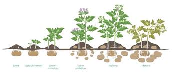 An insect growth regulator, called align, has also been released for control of this insect. Start2finish The Nachurs Bio K System For Maximizing Potato Yields