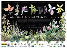 Orchid Poster Pollinator Org