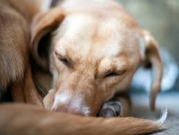 What is the best flea treatment for cats? Does My Pet Have Allergies Petfinder