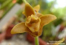 Image result for Polystachya bicarinata