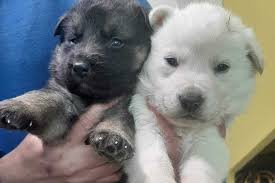 Le cure però sono molto più mirate e. Bari Due Cuccioli Di Cane Abbandonati In Un Cartone Ora Cercano Casa