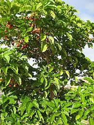 Image result for Vitex fischeri