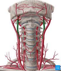 The blockage increases your risk of stroke, a medical emergency that occurs when the blood supply to the brain is interrupted or seriously reduced. Internal Carotid Artery Anatomy Segments And Branches Kenhub