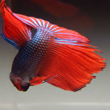 Pin By Fishgang On Betta Betta Fish Betta Fish Pet