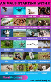 We will not only provide you with basic information about each one of them but also with interesting facts that will help you discover their most hidden facets. Animals That Start With E 24 Fascinating Names Of Animals Starting With E Visual Dictionary