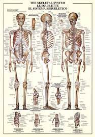 The Skeletal System Human Body Anatomy Huge Scientific Wall Chart Poster Ebay In 2021 Systems Art Human Skeletal System Skeletal