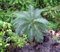 Image result for Helixanthera verruculosa