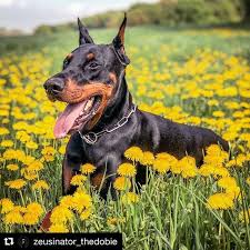 Black And Tan Doberman Puppies Awesome Photo Awesome Dobergear Credit Zeusinator Thedobie Dobe In The Dandelion Field Doberman Pinscher Pure Breed Dogs Doberman