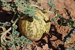 Image result for Cucumis myriocarpus