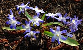 Check spelling or type a new query. Spring Flowering Bulbs That Deer Won T Eat Dengarden