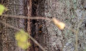 @stairwaypodcast ~ 📸 after six seasons of writing the hornets' nest, i've decided to end the weekly match reports. Land Owner Describes Exciting Hunt For Murder Hornets Nest
