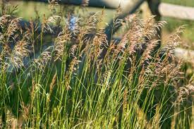 Bromus is a large genus of grasses, classified in its own tribe bromeae. Smooth Brome Rocky Mountain Biological Laboratory