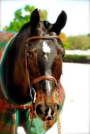 Medium Brown Padded Bridle With A Wide Noseband And Fancy Stitching Horse Love Horses Beautiful Horses