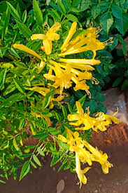 Image result for Gnidia burchellii