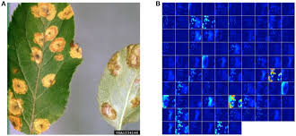 There are four classes each having about 1400 images. Frontiers Using Deep Learning For Image Based Plant Disease Detection Plant Science