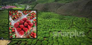 Suasananya yang dingin dan mendamaikan, ladang teh yang hijau dan makanan yang segar memang menjadi trademark cameron highland. Macam Macam Boleh Buat Di Cameron Highlands Selama 2 Hari Port Nombor 3 Memang Orang Selalu Serbu