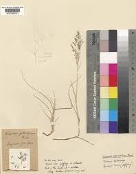 Image result for Eragrostis patentipilosa