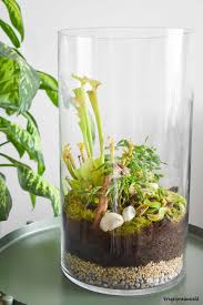 Garten Im Glas Vergissmeinnnicht Rezept Fleischfressende Pflanze Pflanzen Pflanze Im Glas