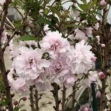 Zuzu Prunus Garden Crossings