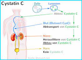 Cystatin C Blutwert Cysc Vermindert Zu Niedrig