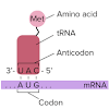 Dna mutation lab activity, dna mutations activity for middle school, dna mutations quiz flashcards, dna mutation notation, dna mutation test exam 2 answer key from dna mutations practice worksheet answers , source: 1
