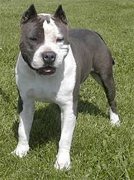 Pin On Amstaff Pitbull