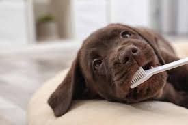 Cepillo de dientes para perros: ¿Cuál es el mejor del 2020 ...