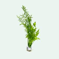 Image result for Ceratopteris