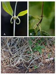 Image result for Hexasepalum sarmentosum