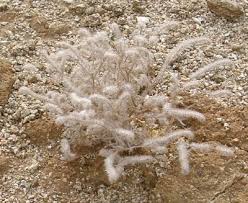 Image result for Disa cryptantha