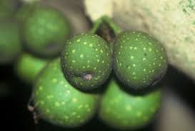 Image result for Ficus bubu