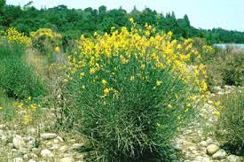 A very hardy, fast growing evergreen shrub. Species Spartium Junceum