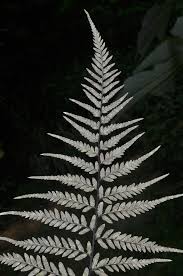Image result for Pityrogramma argentea