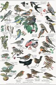 Garden Birds Havens Fugle Poster Plakat A2 Bird Poster Animal Posters Bird Garden