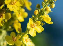 Mullein Benefits: Is Mullein Good for Your Lungs?