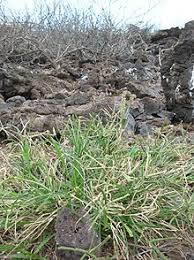 Pendahuluan rumput grinting (cynodondactylon) adalah jenis rumput yang memiliki kemampuan agak berlebihan dalam halbertahan hidup. Rumput Belulang Wikipedia Bahasa Indonesia Ensiklopedia Bebas
