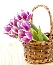 7 indoor plants that can be dangerous to keep at home. Do You Guys Like Tulips Flowers Steemit