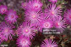 Image result for Aizoaceae