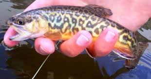 Trout Identification Of Rainbow Trout Brown Trout Brook Trout Cutthroat Trout Trout Fish Brook Trout
