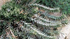 Image result for Aloe wollastonii