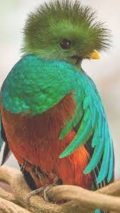 Bird Bird Photography Bird Photo Nature Bird Nature Photo Good Bird Pet Parrot Flying Bird Animal Colorful Bi Beautiful Birds Nature Birds Birds Flying