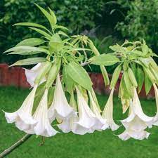 Organic pink/peach brugmansia angel trumpet flowering live plant 1+ ft sale. Brugmansia Suaveolens White Angel S Trumpet Buy Seeds At Rarepalmseeds Com