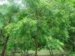 Mana nak cari daun semambu. Assalam Sy Nak Mencari Daun Semambu Orang Wangsa Maju Facebook