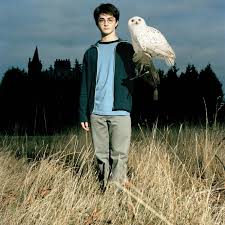 Rowling did make owning a pet owl very popular but hedwig was a magical owl! Hundreds Of Pet Owls Abandoned After Harry Potter Craze Fades Mirror Online
