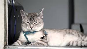 We show and tell you all about the lynx point siamese cat, with a revealing description and pictures. All About The Lynx Point Siamese Cats Siamese Of Day