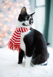 Merry Christmas Love The Cats Love And Olive Oil Christmas Animals Merry Christmas Cat Christmas Cats
